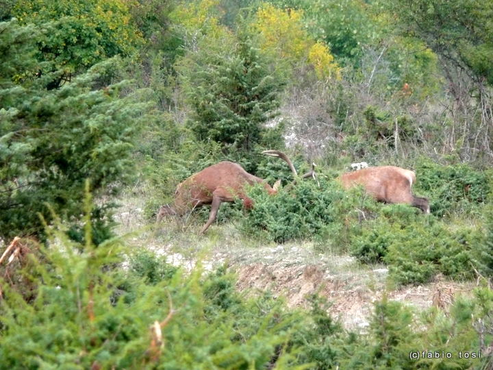 Alla corte di Sua Maest l''Unicorno - (fotoracconto fantasy)